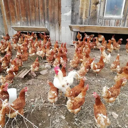 Stockreutehof Daire *